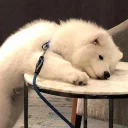 [sticker](media:AAQFABOLVNMyAASAuF91NZJ4fJosAAIC@telegram)