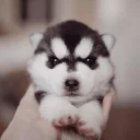 [sticker](media:AAQFABObx64yAASLqoRKw14TfegkAAIC@telegram)