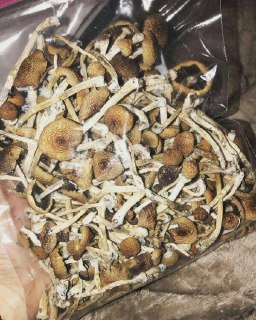 [photo](media:AgACAgQAAx0CPyvoigABAtk7XkLZPF2sCvdQ8DOY8mF-GlySrwsAAveyMRuRHBlSbydSXvDlqsnLQ7YbAAQBAAMCAANtAANPAAEDAAEYBA@telegram)