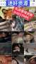 [photo](media:AgACAgUAAx0CPRn5XQABAW_SY4mMBUKY54DSz6YusYIPu8riTngAAmO1MRuP4khUApS1KokwfgYBAAMCAANzAAMrBA@telegram)