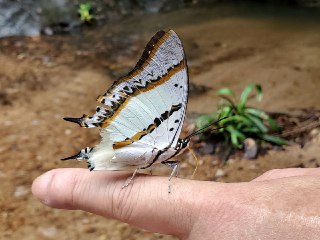 [photo](media:AgACAgUAAx0CPZbPgAABFTnMXyZfwt5Gc46MHXo_SiEEewzK9Y0AAiCqMRsQezlVcUfVS4PavngdlSNrdAADAQADAgADbQADncMEAAEaBA@telegram)