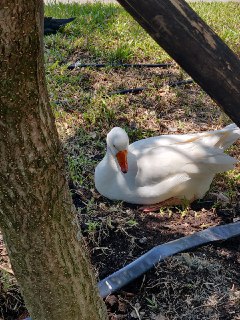 [photo](media:AgACAgUAAx0CPZbPgAABFXOtX2YuB5QspdXU2F6Umn_iysZvRH8AAl-qMRvzhjBXXuS_iAJXB7okQcpsdAADAQADAgADbQADUcgAAhsE@telegram)