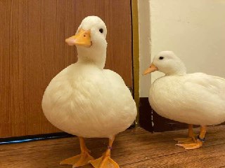 [photo](media:AgACAgUAAx0CPZbPgAABFdYHX8ZOM7zarpfGtxoTdj43Smfd9GEAAsyqMRtLrTFWNZMB30LwxbbCqU5sdAADAQADAgADbQADbgoGAAEeBA@telegram)