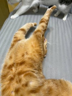 [photo](media:AgACAgUAAx0CPZbPgAABFhUvX-Sr5NwWh2G5neMPt9p33I2zbd8AAv2rMRsX9ShXoErs5VJsMvSiHbdudAADAQADAgADbQADGbkAAh4E@telegram)