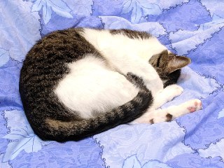 [photo](media:AgACAgUAAx0CPZbPgAABFjFUX_Lmf9oR54BWq8j3QNYaNpa_QFcAAgysMRsYDplXqNe8OVRBXdgYibJudAADAQADAgADbQADpxYBAAEeBA@telegram)