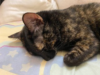 [photo](media:AgACAgUAAx0CPZbPgAABFkedX__MaXW-ySjC5_PLPV9u0ThmFb8AAlSrMRs3FgABVIumrf4kfNuapvHnbnQAAwEAAwIAA20AA-9EAQABHgQ@telegram)