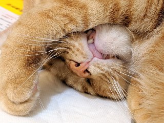[photo](media:AgACAgUAAx0CPZbPgAABFnx2YCelXOTxOTSrlzGUrpTote6hbDEAAtSrMRtJAAFBVbqN1DEe-Vt0bNHMb3QAAwEAAwIAA20AA4MFAQABHgQ@telegram)