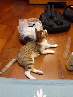 [photo](media:AgACAgUAAx0CPZbPgAABFnzLYCep3TJT0Ic2o8vFFSWCLSXRcW4AAtyrMRtJAAFBVb0Be0UTKHzrRARYcXQAAwEAAwIAA20AA3ZQAAIeBA@telegram)