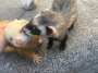 [photo](media:AgACAgUAAx0CPZbPgAABGSWGYhhPwdRQpxe6iSyi9S4YQmsHUiEAAkquMRu28cBUJNdm5wQjZGgBAAMCAANzAAMjBA@telegram)