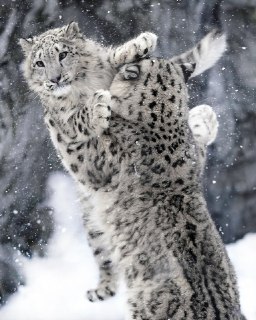 [photo](media:AgACAgUAAx0CPyvoigABAusFXmt6XVLb_Ooo5sjClr5hFYAZLW0AAjepMRvimVhXYF5ugnl7PW1WpyUzAAQBAAMCAANtAAOjjQQAARgE@telegram)