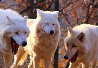 [photo](media:AgACAgUAAx0CPyvoigABAzUgXwbEbdY2kmpPUzDT2r-OHBpigMYAAh-qMRu_oTlU1cEH43k41OHPbBprdAADAQADAgADbQADoYYDAAEaBA@telegram)