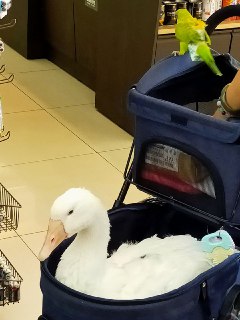 [photo](media:AgACAgUAAx0CQEMBJgABDCS4X1SSZ7GdHvCD0glqn5bytk_fRHwAAryqMRtuH6BW7xfufaQcdkVXfGJsdAADAQADAgADbQADlWMBAAEbBA@telegram)