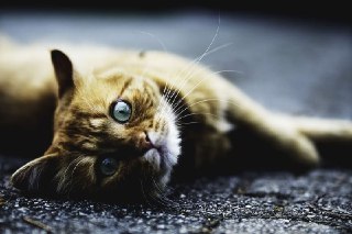 [photo](media:AgADAQAD0KgxGyBfwUfeMtA8MmaO4N3oawYABAEAAwIAA20AA77QAQABFgQ@telegram)